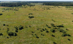 aerial view of a grassland with bushes