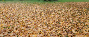 ground covered with fallen leaves