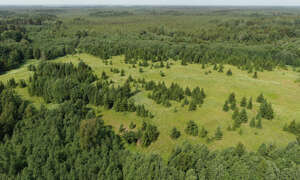 aerial view of forests in summer