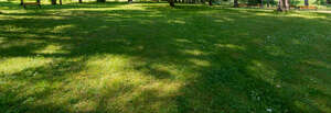 shadowy lawn under trees