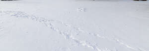 snow with some footprints