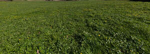 ground full of blooming windflowers