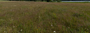 wild meadow in summer