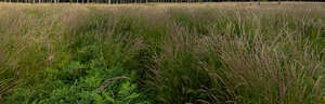 tall wild grass