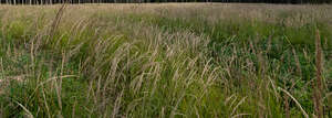 wild tall grass field