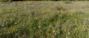 meadow with wild flowers in sunlight