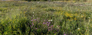 meadow with wild flowers in summer