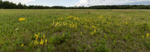 meadow with yellow flowers