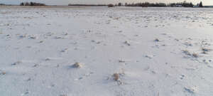 grassland covered with snow