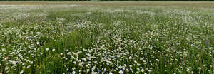 meadow with daisies