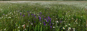 meadow with daisies and cornflowers