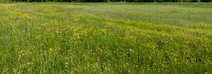 meadow with blooming flowers