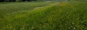 slope of a meadow with flowers