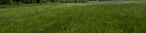 grassy meadow with some wild flowers