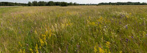 wild tall grass