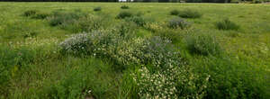 grassland with wild flowers