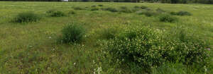 wild grassland