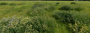 field with bushes of wild flowers