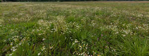 beautiful meadow with many wild flowers