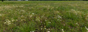 wild meadow with flowers