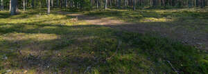 small path in the forest