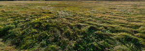 field of grass in the evening light