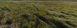 grass field in the afternoon sunlight