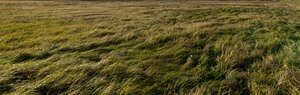 field of grass in the evening sunlight