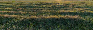 vast meadow in the evening sun