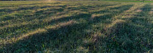 wild grass in the evening sun