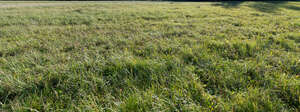 wild grass in the sunlight