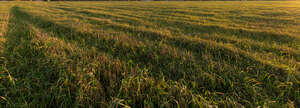 field of grass in the evening sun