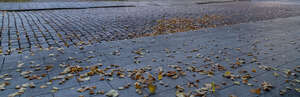 paved road in autumn with fallen leaves