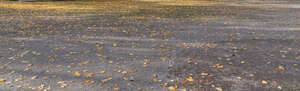 gravel road with leaves and long shadows