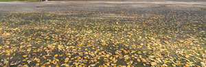 gravel ground with a lot of fallen leaves