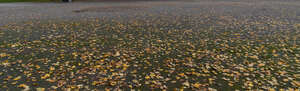 park ground with lot of fallen leaves 