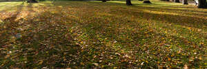 park ground with grass and fallen leaves