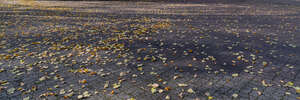 park road with many fallen leaves