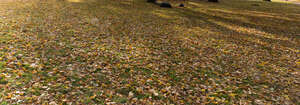 area in a park thickly covered with fallen leaves