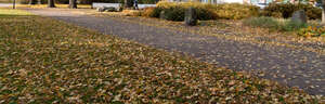 park road with tree shadows and fallen leaves