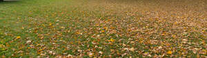 lawn in autumn with fallen leaves