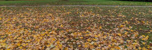 ground with fallen leaves and a small footpath in the back