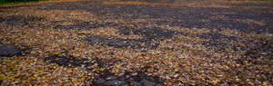 asphalt ground with many fallen leaves