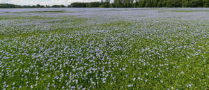 field of blooming flax