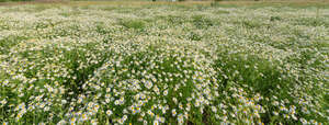 field of blooming daisies