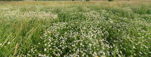 field of blooming daisies