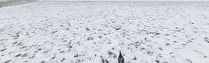 pavement with a lot of snow and a dove