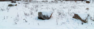 grass and stones covered with snow