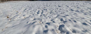 sunny snowy field