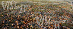 field of grass with autumn leaves and frost